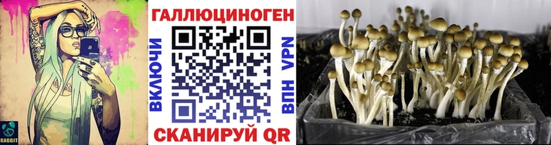 Купить  Аша  Галлюциногенные грибы Cubensis 